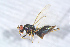  ( - BC-ZSM-HYM-27767-F10)  @12 [ ] CreativeCommons - Attribution Non-Commercial Share-Alike (2015) Stefan Schmidt SNSB, Zoologische Staatssammlung Muenchen
