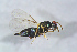  ( - BC-ZSM-HYM-27767-G04)  @12 [ ] CreativeCommons - Attribution Non-Commercial Share-Alike (2015) Stefan Schmidt SNSB, Zoologische Staatssammlung Muenchen