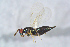  ( - BC-ZSM-HYM-27767-G06)  @12 [ ] CreativeCommons - Attribution Non-Commercial Share-Alike (2015) Stefan Schmidt SNSB, Zoologische Staatssammlung Muenchen