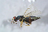  ( - BC-ZSM-HYM-27767-G07)  @12 [ ] CreativeCommons - Attribution Non-Commercial Share-Alike (2015) Stefan Schmidt SNSB, Zoologische Staatssammlung Muenchen