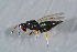  ( - BC-ZSM-HYM-27767-G09)  @12 [ ] CreativeCommons - Attribution Non-Commercial Share-Alike (2015) Stefan Schmidt SNSB, Zoologische Staatssammlung Muenchen