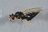  ( - BC-ZSM-HYM-27767-G10)  @12 [ ] CreativeCommons - Attribution Non-Commercial Share-Alike (2015) Stefan Schmidt SNSB, Zoologische Staatssammlung Muenchen