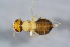  ( - BC-ZSM-HYM-27767-H10)  @11 [ ] CreativeCommons - Attribution Non-Commercial Share-Alike (2015) Stefan Schmidt SNSB, Zoologische Staatssammlung Muenchen