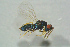  ( - BC-ZSM-HYM-27768-B02)  @12 [ ] CreativeCommons - Attribution Non-Commercial Share-Alike (2015) Stefan Schmidt SNSB, Zoologische Staatssammlung Muenchen