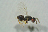  ( - BC-ZSM-HYM-27768-B08)  @12 [ ] CreativeCommons - Attribution Non-Commercial Share-Alike (2015) Stefan Schmidt SNSB, Zoologische Staatssammlung Muenchen