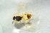  ( - BC-ZSM-HYM-27768-C11)  @12 [ ] CreativeCommons - Attribution Non-Commercial Share-Alike (2015) Stefan Schmidt SNSB, Zoologische Staatssammlung Muenchen