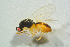  ( - BC-ZSM-HYM-27768-F12)  @12 [ ] CreativeCommons - Attribution Non-Commercial Share-Alike (2015) Stefan Schmidt SNSB, Zoologische Staatssammlung Muenchen