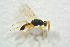  ( - BC-ZSM-HYM-27769-A06)  @13 [ ] CreativeCommons - Attribution Non-Commercial Share-Alike (2015) Stefan Schmidt SNSB, Zoologische Staatssammlung Muenchen