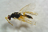  ( - BC-ZSM-HYM-27769-A09)  @13 [ ] CreativeCommons - Attribution Non-Commercial Share-Alike (2015) Stefan Schmidt SNSB, Zoologische Staatssammlung Muenchen