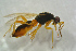  ( - BC-ZSM-HYM-27769-A10)  @13 [ ] CreativeCommons - Attribution Non-Commercial Share-Alike (2015) Stefan Schmidt SNSB, Zoologische Staatssammlung Muenchen