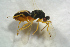  ( - BC-ZSM-HYM-27769-A11)  @13 [ ] CreativeCommons - Attribution Non-Commercial Share-Alike (2015) Stefan Schmidt SNSB, Zoologische Staatssammlung Muenchen