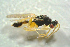  ( - BC-ZSM-HYM-27769-C10)  @13 [ ] CreativeCommons - Attribution Non-Commercial Share-Alike (2015) Stefan Schmidt SNSB, Zoologische Staatssammlung Muenchen