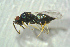 ( - BC-ZSM-HYM-27769-D09)  @12 [ ] CreativeCommons - Attribution Non-Commercial Share-Alike (2015) Stefan Schmidt SNSB, Zoologische Staatssammlung Muenchen