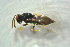  ( - BC-ZSM-HYM-27769-D10)  @13 [ ] CreativeCommons - Attribution Non-Commercial Share-Alike (2015) Stefan Schmidt SNSB, Zoologische Staatssammlung Muenchen