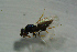  ( - BC-ZSM-HYM-27769-F02)  @12 [ ] CreativeCommons - Attribution Non-Commercial Share-Alike (2015) Stefan Schmidt SNSB, Zoologische Staatssammlung Muenchen