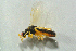  ( - BC-ZSM-HYM-27769-F10)  @13 [ ] CreativeCommons - Attribution Non-Commercial Share-Alike (2015) Stefan Schmidt SNSB, Zoologische Staatssammlung Muenchen