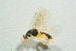 ( - BC-ZSM-HYM-27769-G09)  @13 [ ] CreativeCommons - Attribution Non-Commercial Share-Alike (2015) Stefan Schmidt SNSB, Zoologische Staatssammlung Muenchen