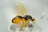  ( - BC-ZSM-HYM-27769-H05)  @13 [ ] CreativeCommons - Attribution Non-Commercial Share-Alike (2015) Stefan Schmidt SNSB, Zoologische Staatssammlung Muenchen
