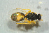  ( - BC-ZSM-HYM-27769-H09)  @13 [ ] CreativeCommons - Attribution Non-Commercial Share-Alike (2015) Stefan Schmidt SNSB, Zoologische Staatssammlung Muenchen