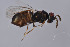 ( - BC-ZSM-HYM-29750-D03)  @11 [ ] CreativeCommons - Attribution Non-Commercial Share-Alike (2017) SNSB, Staatliche Naturwissenschaftliche Sammlungen Bayerns ZSM (SNSB, Zoologische Staatssammlung Muenchen)