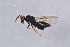  ( - BC-ZSM-HYM-29751-A08)  @13 [ ] CreativeCommons - Attribution Non-Commercial Share-Alike (2017) SNSB, Staatliche Naturwissenschaftliche Sammlungen Bayerns ZSM (SNSB, Zoologische Staatssammlung Muenchen)
