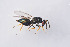  ( - BC-ZSM-HYM-29751-D09)  @13 [ ] CreativeCommons - Attribution Non-Commercial Share-Alike (2017) SNSB, Staatliche Naturwissenschaftliche Sammlungen Bayerns ZSM (SNSB, Zoologische Staatssammlung Muenchen)