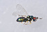  ( - BC-ZSM-HYM-29751-G07)  @12 [ ] CreativeCommons - Attribution Non-Commercial Share-Alike (2017) SNSB, Staatliche Naturwissenschaftliche Sammlungen Bayerns ZSM (SNSB, Zoologische Staatssammlung Muenchen)