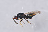  ( - BC-ZSM-HYM-29751-H08)  @13 [ ] CreativeCommons - Attribution Non-Commercial Share-Alike (2017) SNSB, Staatliche Naturwissenschaftliche Sammlungen Bayerns ZSM (SNSB, Zoologische Staatssammlung Muenchen)