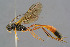  (Barylypa propugnator - BC-ZSM-HYM-29762-A01)  @15 [ ] CreativeCommons - Attribution Non-Commercial Share-Alike (2017) SNSB, Staatliche Naturwissenschaftliche Sammlungen Bayerns ZSM (SNSB, Zoologische Staatssammlung Muenchen)