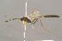  (Barylypa uniguttata - BC-ZSM-HYM-29762-B02)  @15 [ ] CreativeCommons - Attribution Non-Commercial Share-Alike (2017) SNSB, Staatliche Naturwissenschaftliche Sammlungen Bayerns ZSM (SNSB, Zoologische Staatssammlung Muenchen)