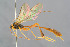  ( - BC-ZSM-HYM-29762-C08)  @14 [ ] CreativeCommons - Attribution Non-Commercial Share-Alike (2017) SNSB, Staatliche Naturwissenschaftliche Sammlungen Bayerns ZSM (SNSB, Zoologische Staatssammlung Muenchen)