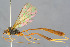  (Agrypon rugifer - BC-ZSM-HYM-29762-C10)  @14 [ ] CreativeCommons - Attribution Non-Commercial Share-Alike (2017) SNSB, Staatliche Naturwissenschaftliche Sammlungen Bayerns ZSM (SNSB, Zoologische Staatssammlung Muenchen)