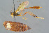  (Agrypon batis - BC-ZSM-HYM-29762-D06)  @15 [ ] CreativeCommons - Attribution Non-Commercial Share-Alike (2017) SNSB, Staatliche Naturwissenschaftliche Sammlungen Bayerns ZSM (SNSB, Zoologische Staatssammlung Muenchen)