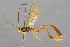  (Agrypon anxium - BC-ZSM-HYM-29762-E06)  @15 [ ] CreativeCommons - Attribution Non-Commercial Share-Alike (2017) SNSB, Staatliche Naturwissenschaftliche Sammlungen Bayerns ZSM (SNSB, Zoologische Staatssammlung Muenchen)