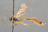  ( - BC-ZSM-HYM-29762-F01)  @14 [ ] CreativeCommons - Attribution Non-Commercial Share-Alike (2017) SNSB, Staatliche Naturwissenschaftliche Sammlungen Bayerns ZSM (SNSB, Zoologische Staatssammlung Muenchen)