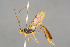  (Agrypon opaculum - BC-ZSM-HYM-29762-F02)  @15 [ ] CreativeCommons - Attribution Non-Commercial Share-Alike (2017) SNSB, Staatliche Naturwissenschaftliche Sammlungen Bayerns ZSM (SNSB, Zoologische Staatssammlung Muenchen)