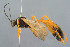  (Erigorgus villosus - BC-ZSM-HYM-29762-F05)  @14 [ ] CreativeCommons - Attribution Non-Commercial Share-Alike (2017) SNSB, Staatliche Naturwissenschaftliche Sammlungen Bayerns ZSM (SNSB, Zoologische Staatssammlung Muenchen)