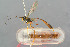 ( - BC-ZSM-HYM-29762-F06)  @14 [ ] CreativeCommons - Attribution Non-Commercial Share-Alike (2017) SNSB, Staatliche Naturwissenschaftliche Sammlungen Bayerns ZSM (SNSB, Zoologische Staatssammlung Muenchen)