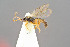  ( - BC-ZSM-HYM-29762-H03)  @13 [ ] CreativeCommons - Attribution Non-Commercial Share-Alike (2017) SNSB, Staatliche Naturwissenschaftliche Sammlungen Bayerns ZSM (SNSB, Zoologische Staatssammlung Muenchen)