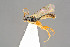  ( - BC-ZSM-HYM-29762-H05)  @12 [ ] CreativeCommons - Attribution Non-Commercial Share-Alike (2017) SNSB, Staatliche Naturwissenschaftliche Sammlungen Bayerns ZSM (SNSB, Zoologische Staatssammlung Muenchen)
