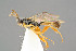  ( - BC-ZSM-HYM-29762-H06)  @13 [ ] CreativeCommons - Attribution Non-Commercial Share-Alike (2017) SNSB, Staatliche Naturwissenschaftliche Sammlungen Bayerns ZSM (SNSB, Zoologische Staatssammlung Muenchen)