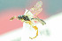  ( - BC-ZSM-HYM-29762-H07)  @12 [ ] CreativeCommons - Attribution Non-Commercial Share-Alike (2017) SNSB, Staatliche Naturwissenschaftliche Sammlungen Bayerns ZSM (SNSB, Zoologische Staatssammlung Muenchen)