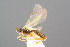  (Plectiscus callidulus - BC-ZSM-HYM-29762-H10)  @14 [ ] CreativeCommons - Attribution Non-Commercial Share-Alike (2017) SNSB, Staatliche Naturwissenschaftliche Sammlungen Bayerns ZSM (SNSB, Zoologische Staatssammlung Muenchen)