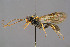  ( - BC-ZSM-HYM-29764-A02)  @11 [ ] CreativeCommons - Attribution Non-Commercial Share-Alike (2017) SNSB, Staatliche Naturwissenschaftliche Sammlungen Bayerns ZSM (SNSB, Zoologische Staatssammlung Muenchen)