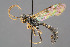  ( - BC-ZSM-HYM-29764-A03)  @14 [ ] CreativeCommons - Attribution Non-Commercial Share-Alike (2017) SNSB, Staatliche Naturwissenschaftliche Sammlungen Bayerns ZSM (SNSB, Zoologische Staatssammlung Muenchen)