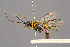  ( - BC-ZSM-HYM-29764-A04)  @13 [ ] CreativeCommons - Attribution Non-Commercial Share-Alike (2017) SNSB, Staatliche Naturwissenschaftliche Sammlungen Bayerns ZSM (SNSB, Zoologische Staatssammlung Muenchen)