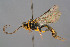 ( - BC-ZSM-HYM-29764-A05)  @15 [ ] CreativeCommons - Attribution Non-Commercial Share-Alike (2017) SNSB, Staatliche Naturwissenschaftliche Sammlungen Bayerns ZSM (SNSB, Zoologische Staatssammlung Muenchen)