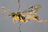 ( - BC-ZSM-HYM-29764-A07)  @15 [ ] CreativeCommons - Attribution Non-Commercial Share-Alike (2017) SNSB, Staatliche Naturwissenschaftliche Sammlungen Bayerns ZSM (SNSB, Zoologische Staatssammlung Muenchen)