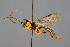  ( - BC-ZSM-HYM-29764-A08)  @15 [ ] CreativeCommons - Attribution Non-Commercial Share-Alike (2017) SNSB, Staatliche Naturwissenschaftliche Sammlungen Bayerns ZSM (SNSB, Zoologische Staatssammlung Muenchen)