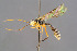  ( - BC-ZSM-HYM-29764-A10)  @11 [ ] CreativeCommons - Attribution Non-Commercial Share-Alike (2017) SNSB, Staatliche Naturwissenschaftliche Sammlungen Bayerns ZSM (SNSB, Zoologische Staatssammlung Muenchen)